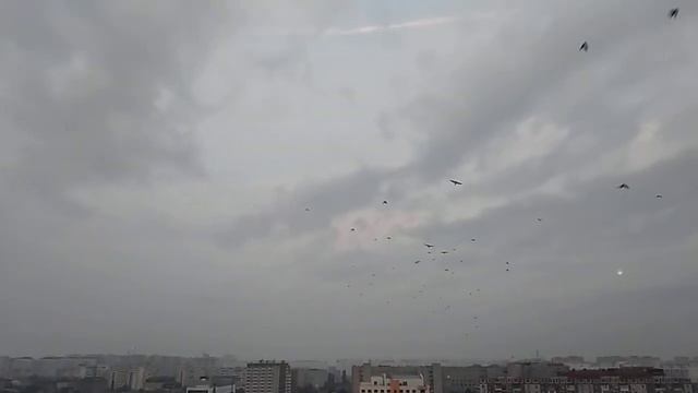 "Снова птицы в стаи собираются..." Смотрите в небо чаще! смотреть онлайн