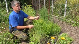 Пряные травы. Цефалофора - чарующий  аромат и отвратительный вкус