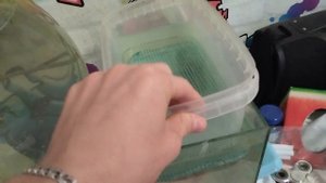 ? Замена воды в аквариуме l отсаживаем самку на роды | #гуппи  ?