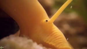 Оранжевый кролик - улитка Тиломелания