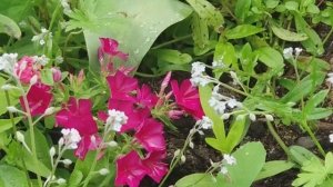 Клумба с первоцветами