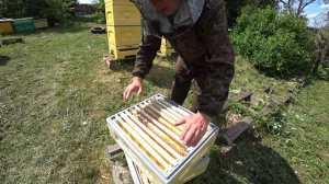 ОСНАЩАЕМ РАМКИ ДЛЯ СЕКЦИОННОГО МЁДА ВОЩИНОЙ И СТАВИМ ПЧЁЛАМ В МАГАЗИНЫ.