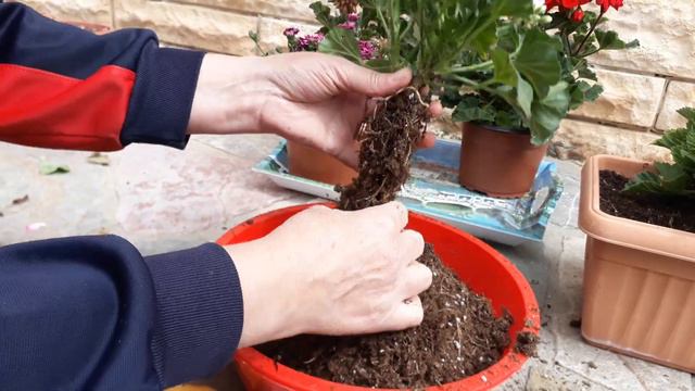 Sardunyalar uzun ömürlü olması için yapılması gereken....Seradan Aldığım Sardunyaların dikimi 🌱 смотреть онлайн