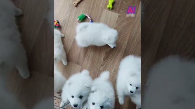 Japanese spitz. Японский шпиц щенки.