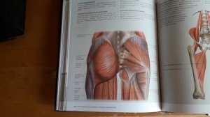 Боль в копчике, крестце, пояснице, бедре, колене, голени, стопе. Рассказываю и показываю картинки.