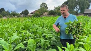 Табак не устоял после ливня и шквального ветра. Цветы заставляют менять клумбы. Наша жизнь в деревн