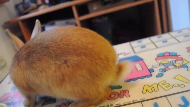 Советы для содержания кроликов дома смотреть онлайн