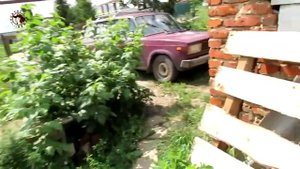 Цветы. Обзор. Сальпиглоссис, эустома, брахикома и многое другое.