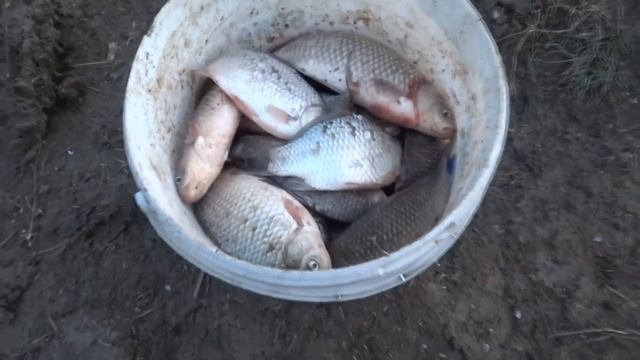 Рыбалка на Кубани 2023 Тарань Карась смотреть онлайн