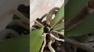 спасаем орхидею от гнили макушки