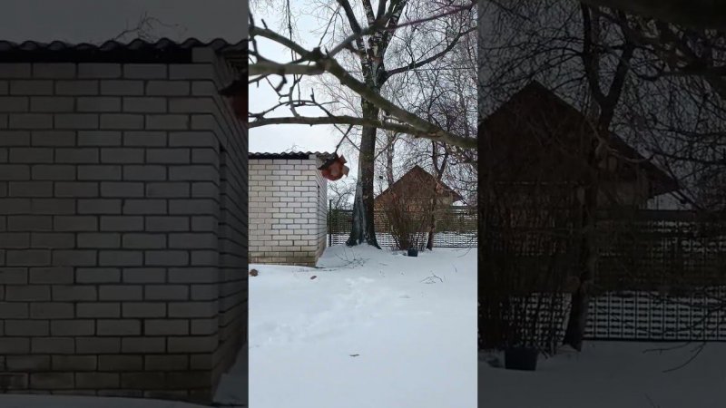 Гнилые яблоки зимой на ветках... Сад. Дача.