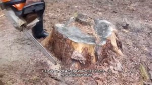 Как быстро выкорчевать пень?