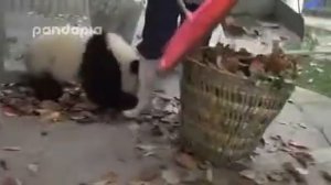 Панды Разорвали Человека