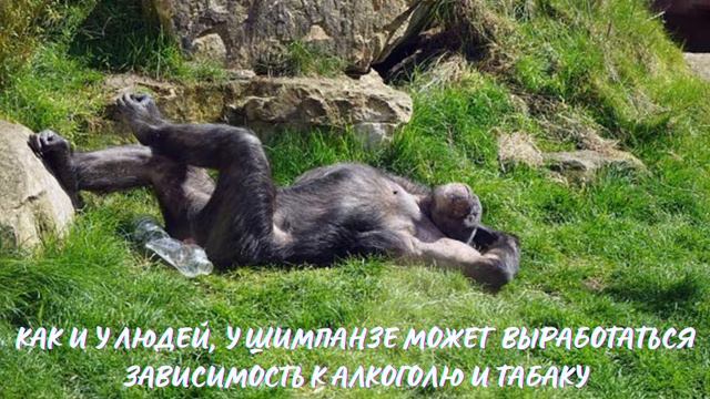 Шимпанзе. Интересно знать