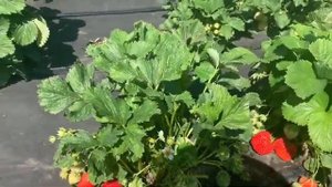 Клубника Кристина, её недостатки и достоинства