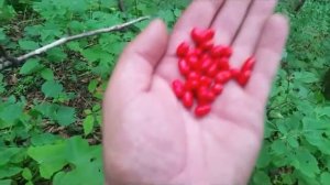 Женьшень , корень жизни ! Ginseng.