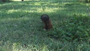 Наблюдение за белкой в парке