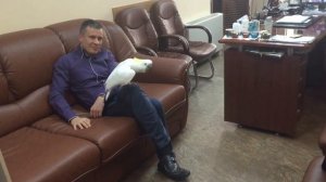 Попугай Какаду Кирюша говорит ПОКА