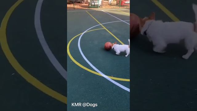Звезда баскетбола 🤩😎 ( видео про собак )