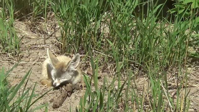 Лисичка фенек в зоопарке Вроцлава - Прогулки по Польше смотреть онлайн
