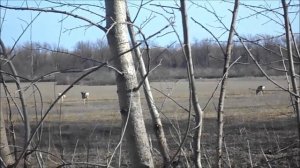 следим за косулями