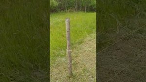электропастух бесплатно изоляторы