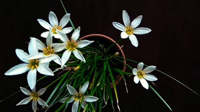 Цветение Зефирантеса белоснежного смотреть онлайн