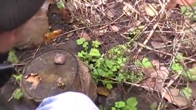 грибы ранней весной №3 смотреть онлайн