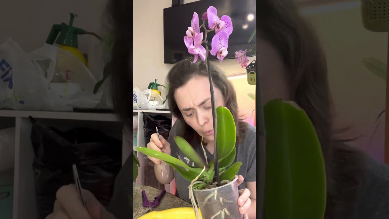 Что делать с орхидеей после покупки.