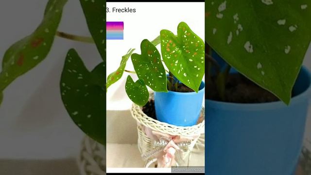 66 types of beautiful caladiums/Best caladiums varieties|plants lover смотреть онлайн