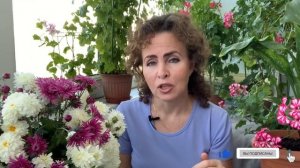 Как размножить ХРИЗАНТЕМУ Размножение семенами, черенками, делением куста.