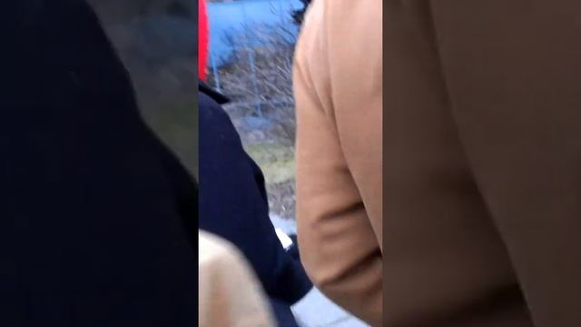 Picea pungens 'Hoopsii' (Hoopsii Colorado Spruce) смотреть онлайн