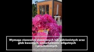Azalia japońska MELINA- Rhododendron obtusum- półzimozielona, różowa poduszka