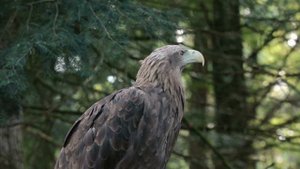 Звуки орла где - то!