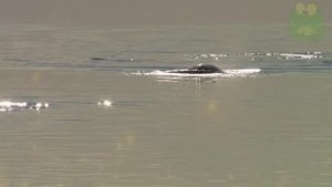 Нарвал - представитель зубатых китов, морские монстры, дикие животные