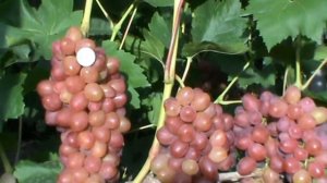 Редкие и лучшие сорта винограда.