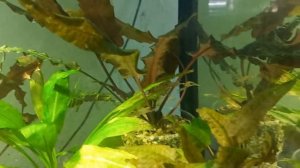 Криптокарина Нури и другие в моем аквариуме.....