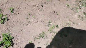 Подкормка клубники дрожжами