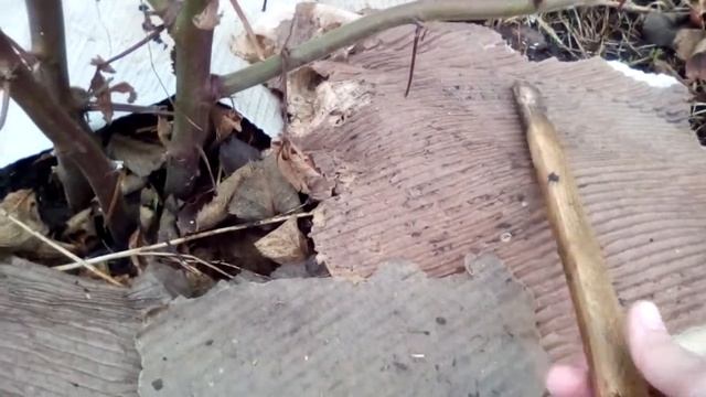 ежевика выращивание 2017 смотреть онлайн