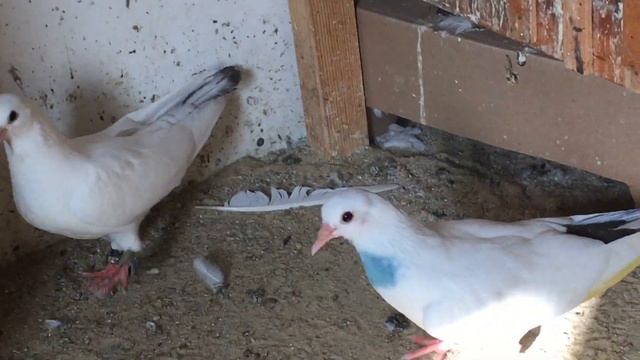 Как определить породу голубей!!! смотреть онлайн