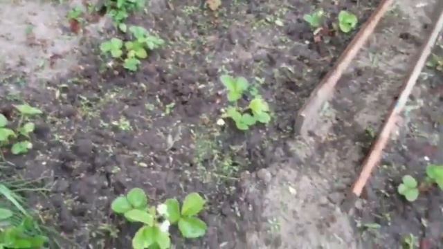 Дневник дачника! Смотрим что выросло, боремся со шлангом для полива! смотреть онлайн