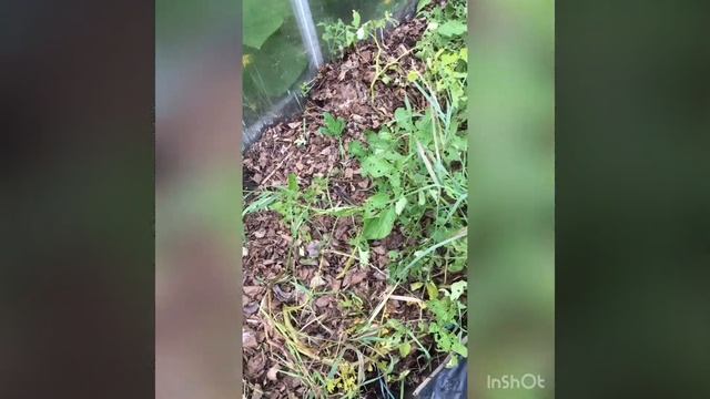 Выращиваем картофель без лопаты.картошка под листвой