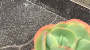 多肉植物 ピーチプリデ Echeveria Peach Pride