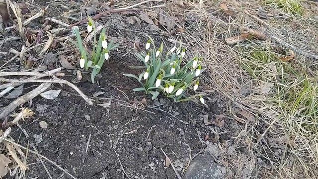 Весна расцвели подснежники на Брянщине смотреть онлайн