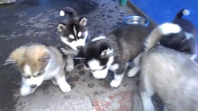 Первенцы Хаски Ники смотреть онлайн