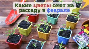 Какие цветы сеют на рассаду в феврале.?