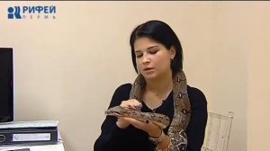 Живой Уголок. Императорский удав