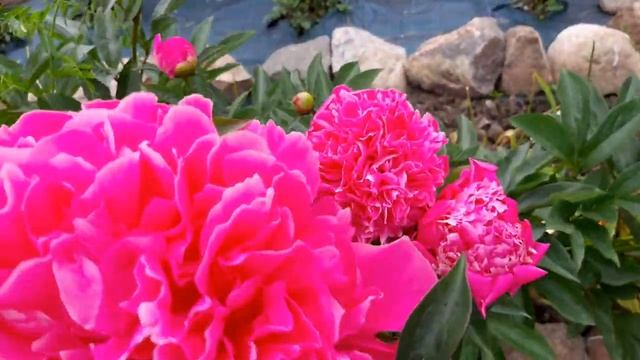 Волшебное цветение пионов смотреть онлайн