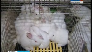 Русский кролик - промышленная кролиководческая ферма поддерживает костромских кролиководов.