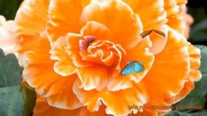 Бегония клубневой Лэйс Эприкот (lays apricot) ? обзор: как сажать, семена бегонии Лэйс Эприкот